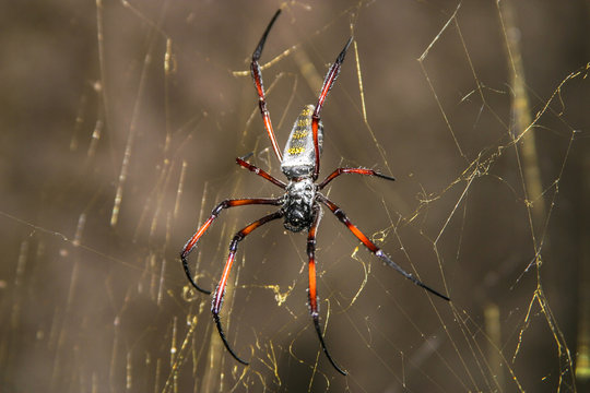 golden web spider in web with golden spinning threads