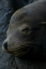 A large male sea lion (Zalophus californianus) sleeps on a rock during low tide on the Central Coast of California.