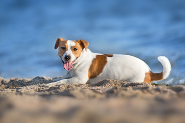 Jack russel terrier lay on sand