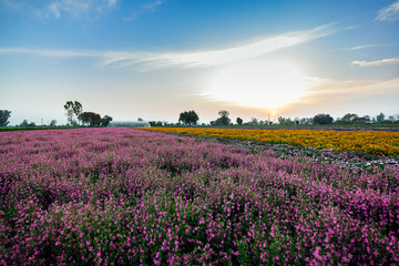 Obraz na płótnie Canvas Colorful flowers landscape