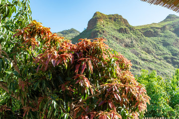 Tropical mango tree growing in orchard on Gran Canaria island, Spain. Cultivation of mango fruits...