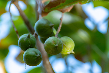 Ripe macadamia nuts handing on macadamia tree ready for harvest