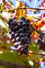 Bunches of ripe table grapes hanging on old grape plants in autumn, ready for harvest