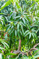 Obraz premium Tropical mango tree growing in orchard on Gran Canaria island, Spain. Cultivation of mango fruits on plantation.