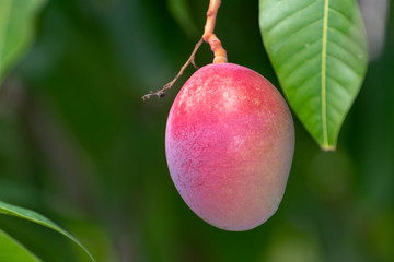 Tropical mango tree with big ripe mango fruits growing in orchard on Gran Canaria island, Spain. Cultivation of mango fruits on plantation.