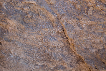 Vintage mud wall in the desert made with beach rocks and coral stones. Texture of stone old wall, old dry coral of brown color. Natural background.