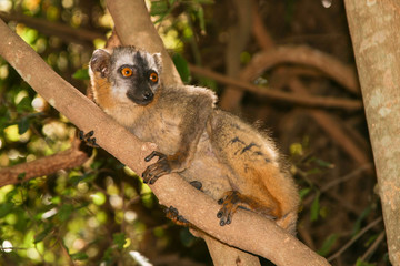 brown lemur clinging to a branch
