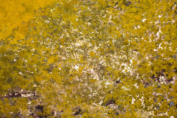 rusty and covered with yellow mycelium old metal, texture and background