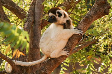 Verreaux’s sifaka sitting on branch