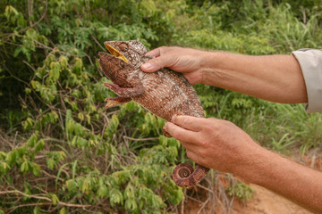 Malagasy giant chameleon in the hands of a man