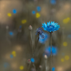 Isolierte Kornblume ( Cyanus ) mit zartem Bokeh
