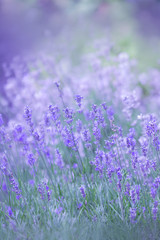 Naklejka premium Lavendel im Feld ( Lavandula angustifolia )