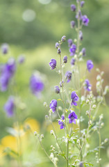  Feldrittersporn (Consolida) 