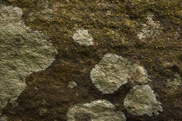 Green moss background