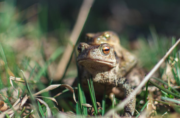 Mating season of toad or frogs. Common toad breeding by the male is hugged on the female back.