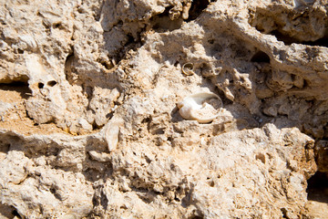 Vintage mud wall in the desert made with beach rocks and coral stones. Texture of stone old wall, old dry coral of brown color. Natural background.