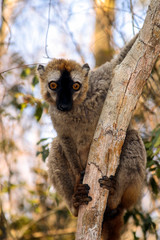 brown lemur in tree, portrait 