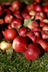 A lot of red apples on a green meadow. Organic apples placed on green grass. Close up of apples
