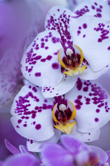Weiße Orchideen (Orchidaceae) mit lila Punkten