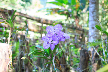 beautiful bloom purple orchid - 257433277