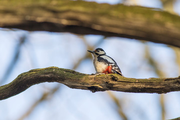 Great spotted woodpecker (Dendrocopos major) in the natural environment