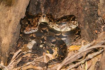 Madagascar ground boa leaving hiding-place