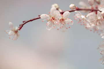 Weisse Blumen - Zarte Blüten des Weißdorn (Crataegus)