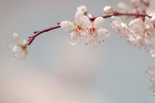 Weisse Blumen - Zarte Bl&uuml;ten des Wei&szlig;dorn (Crataegus)