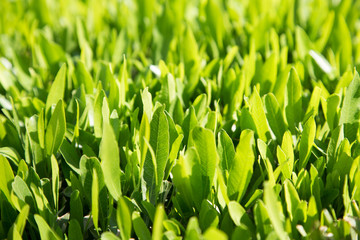 Fototapeta na wymiar Green leaves natural background texture, Lawn for the background . Summer vegetative background. Natural summer and spring background.