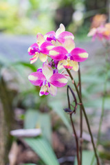beautiful bloom yellow and purple orchid - 257433879