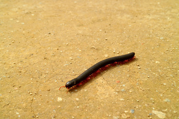 Close-up of a Millipede Walking on the Ground of the Mountainside in Peru