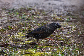 Common starling bird (Sturnus vulgaris) on green grass.