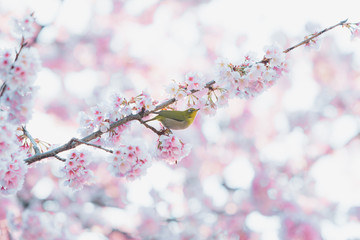 Sakura,pink cherry blossom in Japan on spring season.