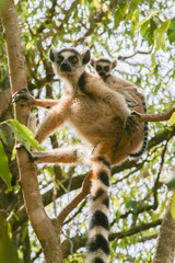 ring-tailed catta with baby high in the tree