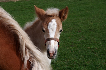 haflinger