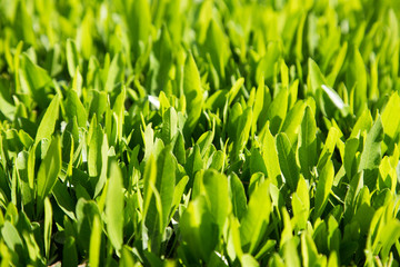 Fototapeta na wymiar Green leaves natural background texture, Lawn for the background . Summer vegetative background. Natural summer and spring background.