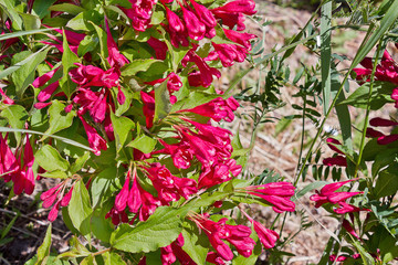 Ornamental garden shrub wiegel with pink flowers closeup