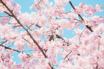 Sakura,pink cherry blossom in Japan on spring season.