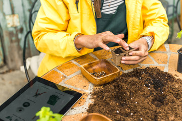 Planting seeds in home garden
