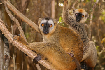 two brown lemurs sitting on branches, close