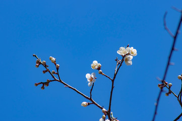 青空と桜