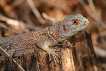 portrait of collared iguanid 