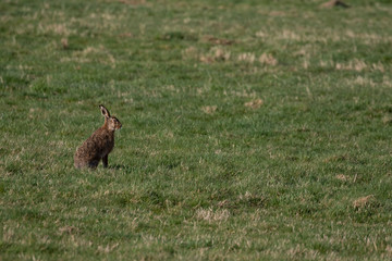 brown Hare, Lepus europaeus, sitting/looking in a farm fiels during a bright sunny cold morning in the cairngorms national park, scotland.