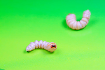 Monochamus alternatus larvae
