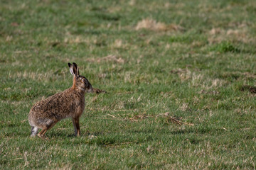 Naklejka na ściany i meble brown Hare, Lepus europaeus, sitting/looking in a farm fiels during a bright sunny cold morning in the cairngorms national park, scotland.