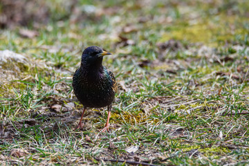 Common starling bird (Sturnus vulgaris) on green grass.