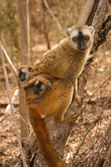 brown lemur with baby in the tree 