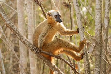 brown lemur on branch 