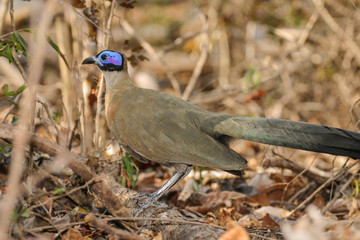 giant coua on ground of dry forest