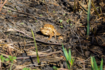  Toad reproduction in the wild, frog couple, love of toads, cold-blooded life